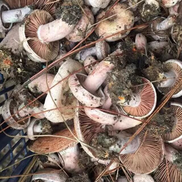湖南湘西野生红枞菌乌枞菌蘑菇枞菌寒菌松树菌重阳菌雁来蕈500g