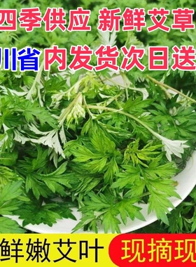 四川野生新鲜艾草艾叶现摘青蒿野菜艾团清明端午青团糍粑火锅清香