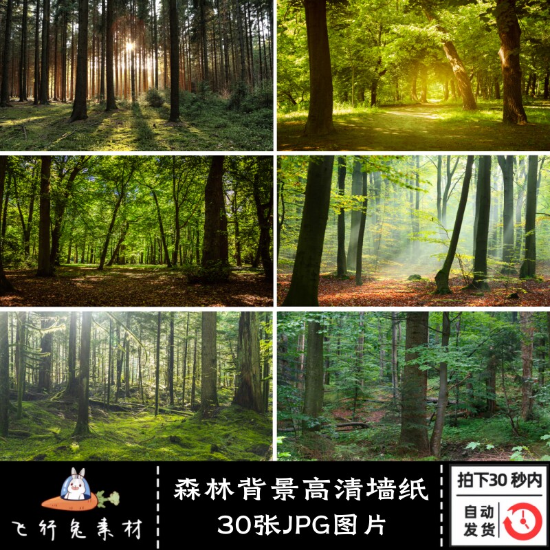 超清摄影绿色森林树林阳光风景画丛林高清背景墙纸JPG图片素材