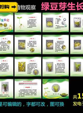 ppt模板绿豆芽生长记学生科学观察记录豆芽苗菜植物种子成长日记l