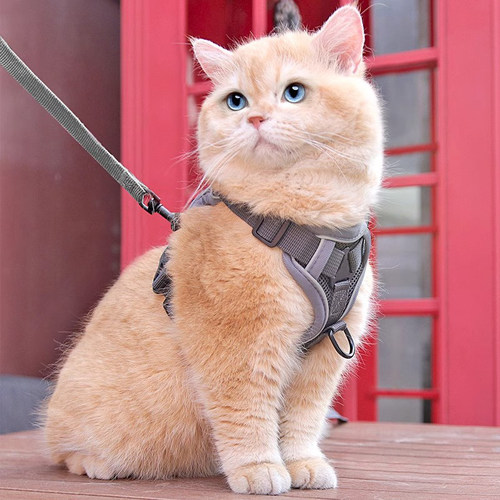 猫咪牵引绳背心防挣脱外出专用遛猫绳宠物背带链子可调节遛猫神器