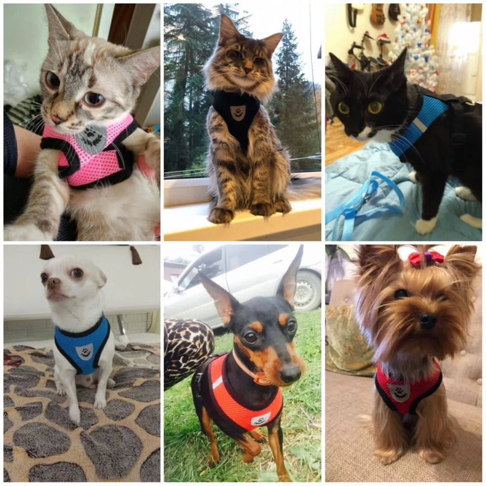 背心式猫咪狗狗牵引绳遛猫绳泰迪小型犬幼犬胸背工字形透气防挣脱图片