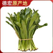 云南香菜1斤特产新鲜刺芫荽刺芹老缅芫荽泰国德宏傣味调料大香菜