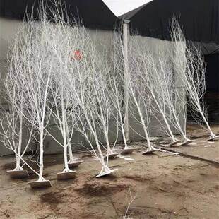 白桦树干树枝桦树枝白桦树装饰树干树桩白树枝酒店橱窗装饰造型树
