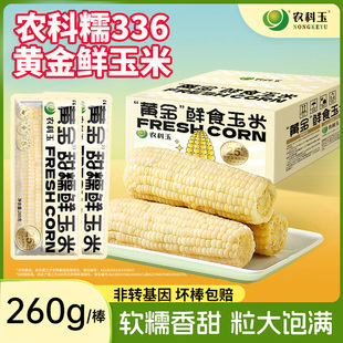 农科玉336新鲜白甜糯玉米真空包装现摘甜糯玉米8根装