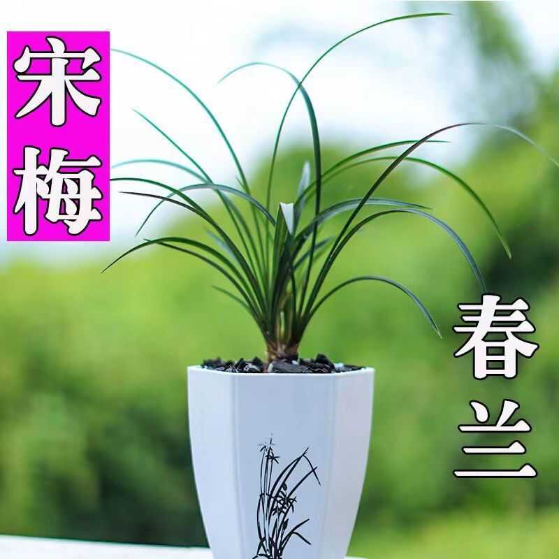 四季好养易活浓香型室内兰花苗