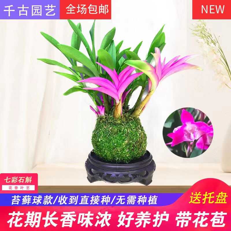 七彩新品香水石斛四季花苞绿植水培开...