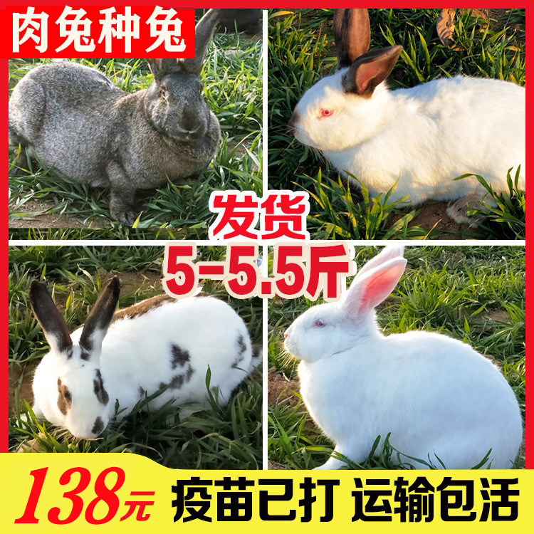 比利时兔子八点黑新西兰白兔
