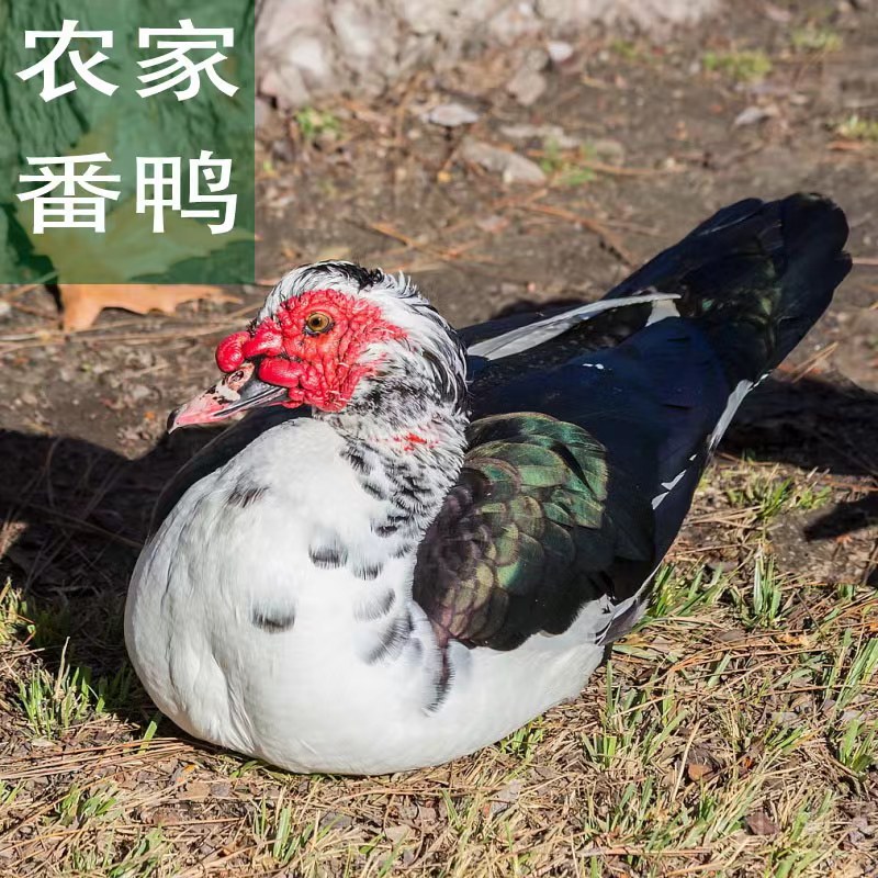 8斤黑番鸭活体正宗大种红脸番鸭鸳鸯鸭非洲雁西洋鸭种鸭下蛋鸭