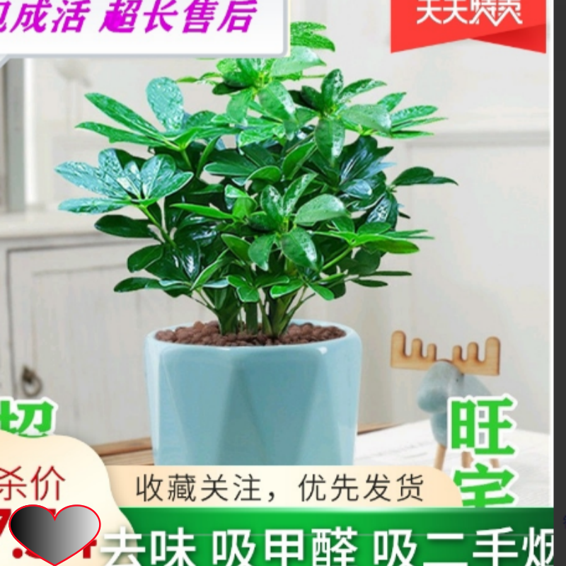 去甲醛七叶莲生肖虎鸭脚木碧玉豆瓣绿盆栽室内阳台客厅净化空气