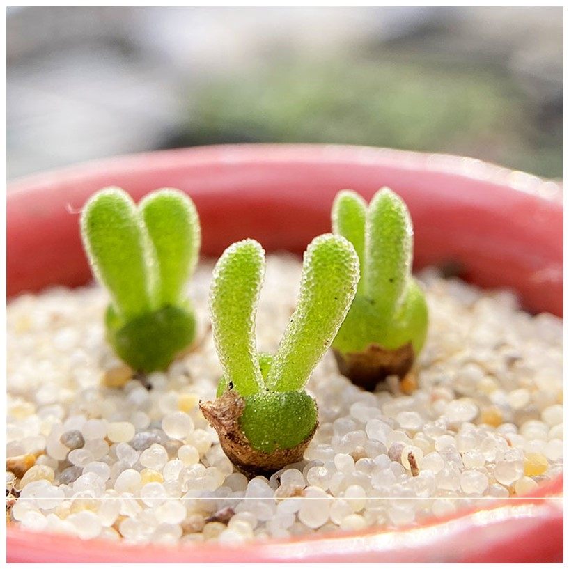 碧光环小兔子枝干番杏可爱萌肉多肉植物肉出没园艺园艺