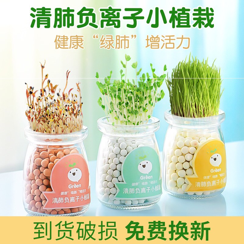 花卉水培绿植摆件薄荷小盆栽室内好养桌面盆景绿色客厅办公室水生