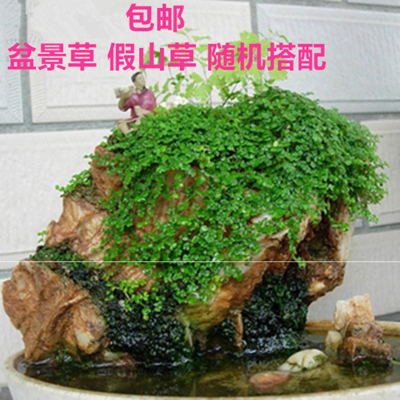 假山草铁线蕨花草种盆景草种子室内植物花卉附着吸水石草籽绿