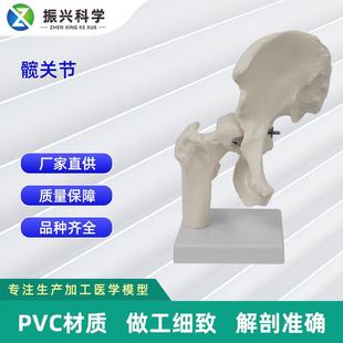 医学训练人体器具医学教学器材 髋关节模型