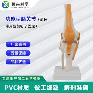 PVC灵活膝关节教学骨骼 功能型膝关节模型可弯曲十字韧带半月板