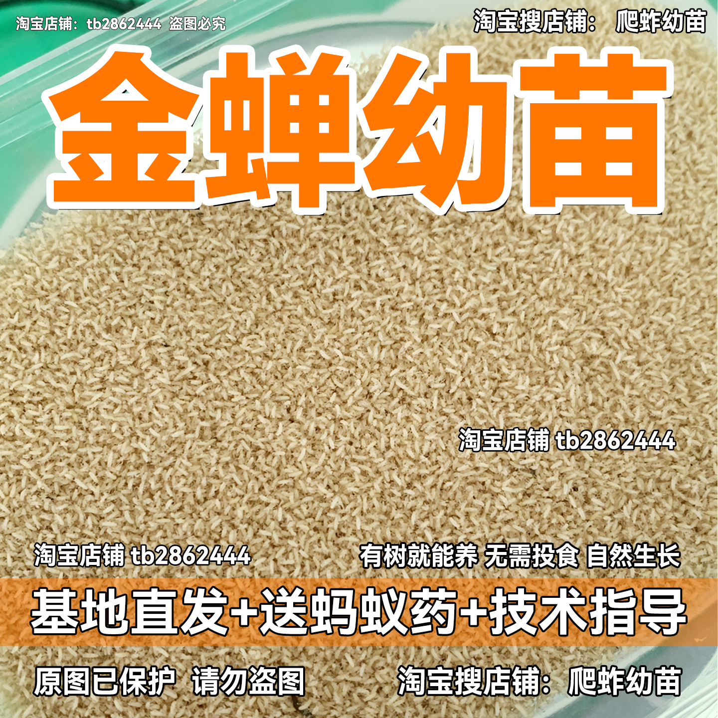 金蟬知了猴活體幼苗幼蟲金蟬幼苗