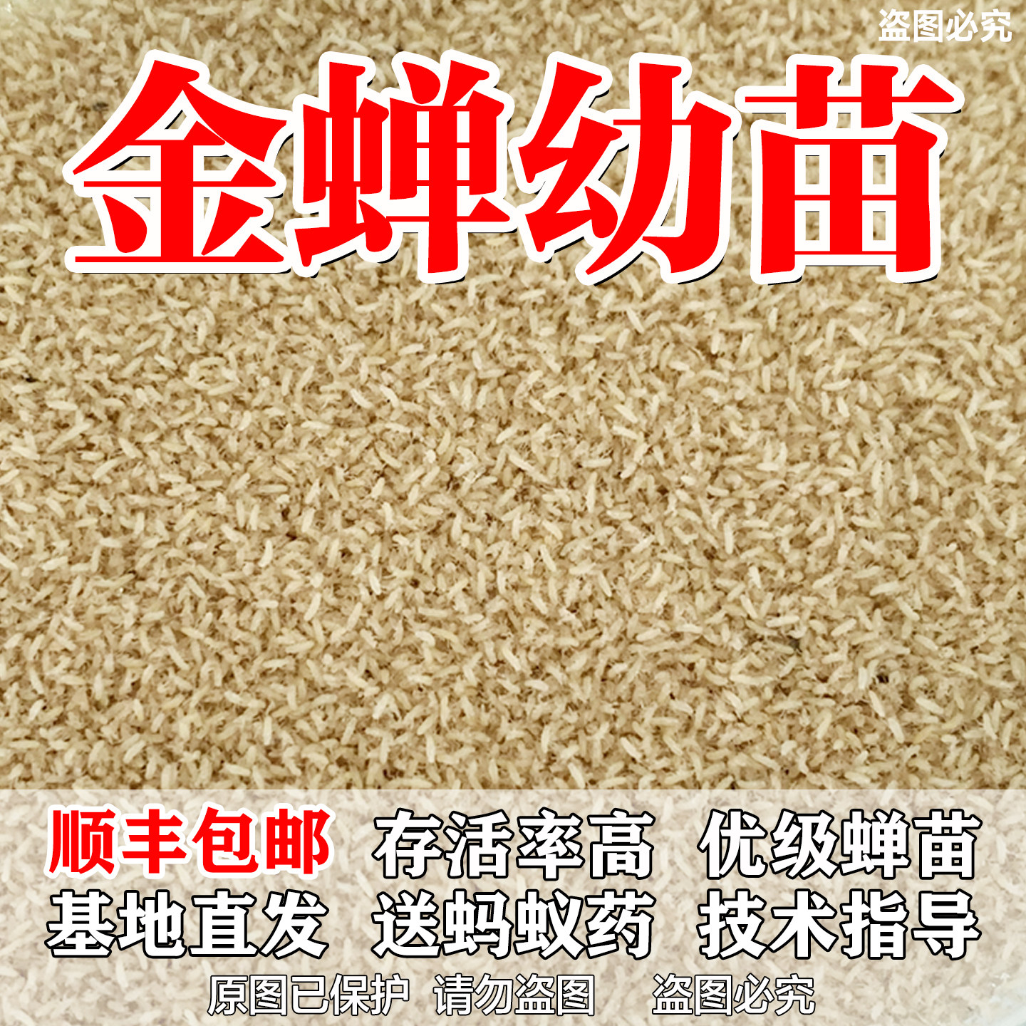 金蝉幼苗金蝉苗知了猴苗基地直发