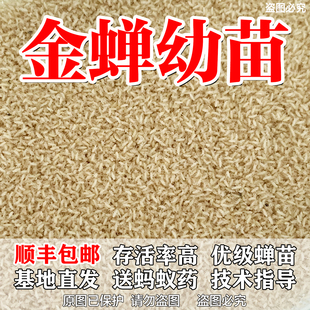 金蝉幼苗金蝉苗知了猴苗活苗幼虫爬叉种蝉蚁苗蝉苗只发当天新鲜苗