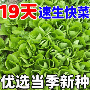 19天速生快菜四季奶油小白菜鲜嫩阳台小院高产耐热耐寒抗病蔬菜茽