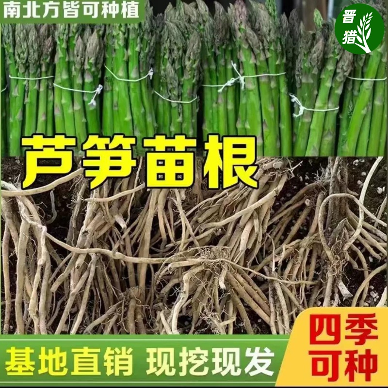 芦笋苗根苗绿色紫色芦笋种苗四季种植蔬菜苗特色阳台盆栽芦笋绿植