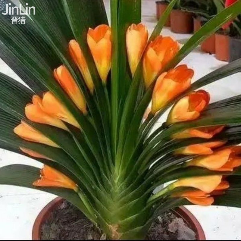 【精品】君子兰盆栽室内花卉桌面植物君子兰花苗当年开花君子兰