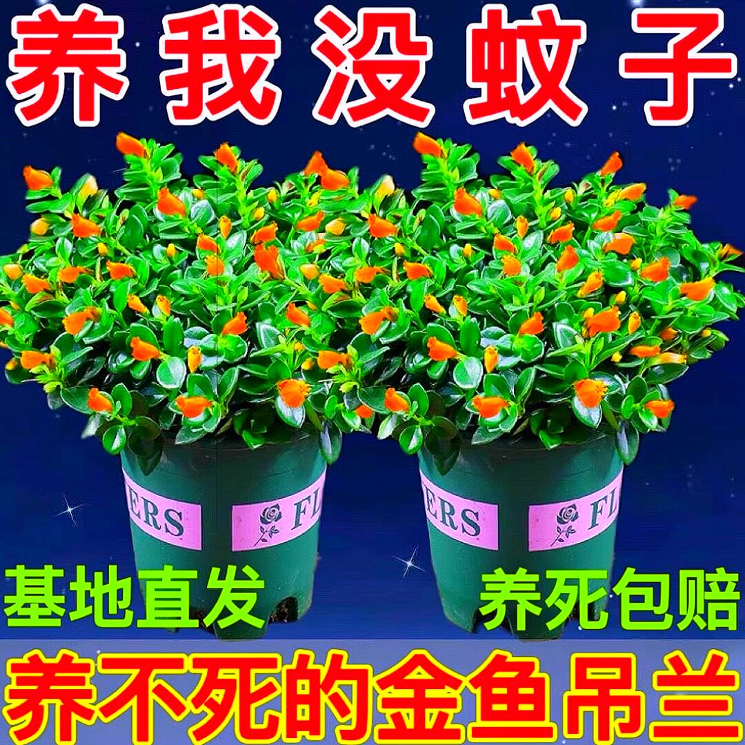 金鱼花吊兰盆栽四季开花绿植室内阳台耐寒热植物吸甲醛花卉