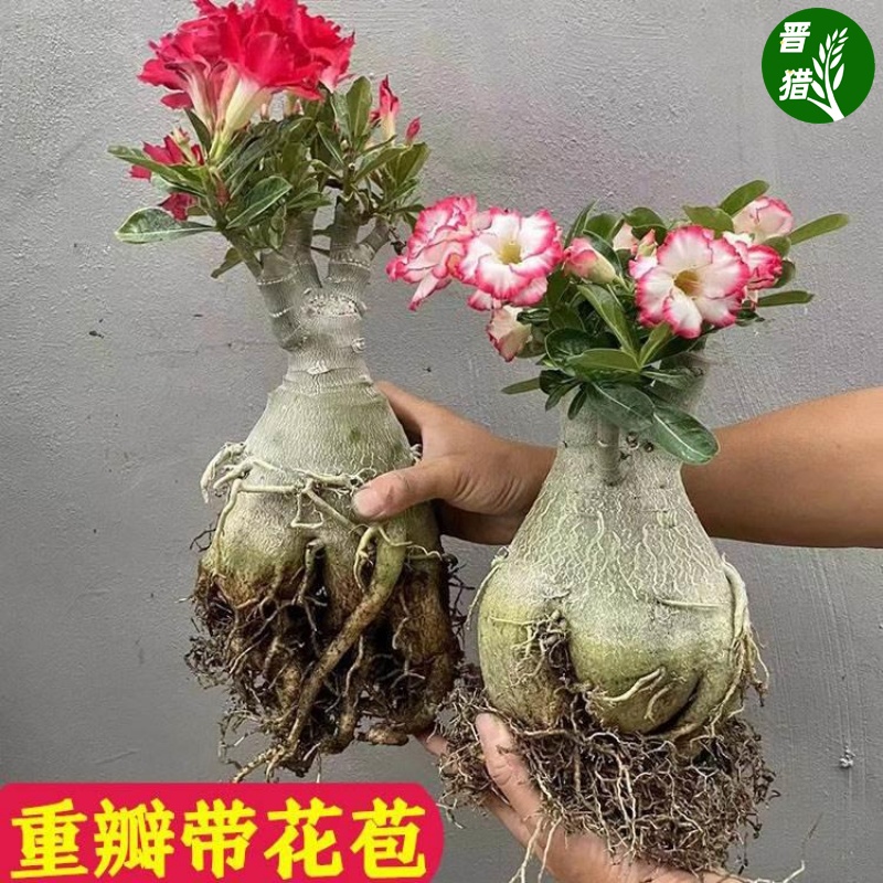 重瓣沙漠玫瑰8年老桩花苗阳台庭院四季开花不断好养绿植盆栽多肉 鲜花速递/花卉仿真/绿植园艺 土壤覆盖物 原图主图