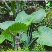 进口缅甸巨型象耳芋老桩根叶大巨型霸王芋滴水观音盆栽绿植