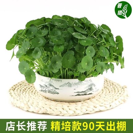 带叶铜钱草水培盆栽植物室内小绿植花卉水养金钱草籽水生四季好养