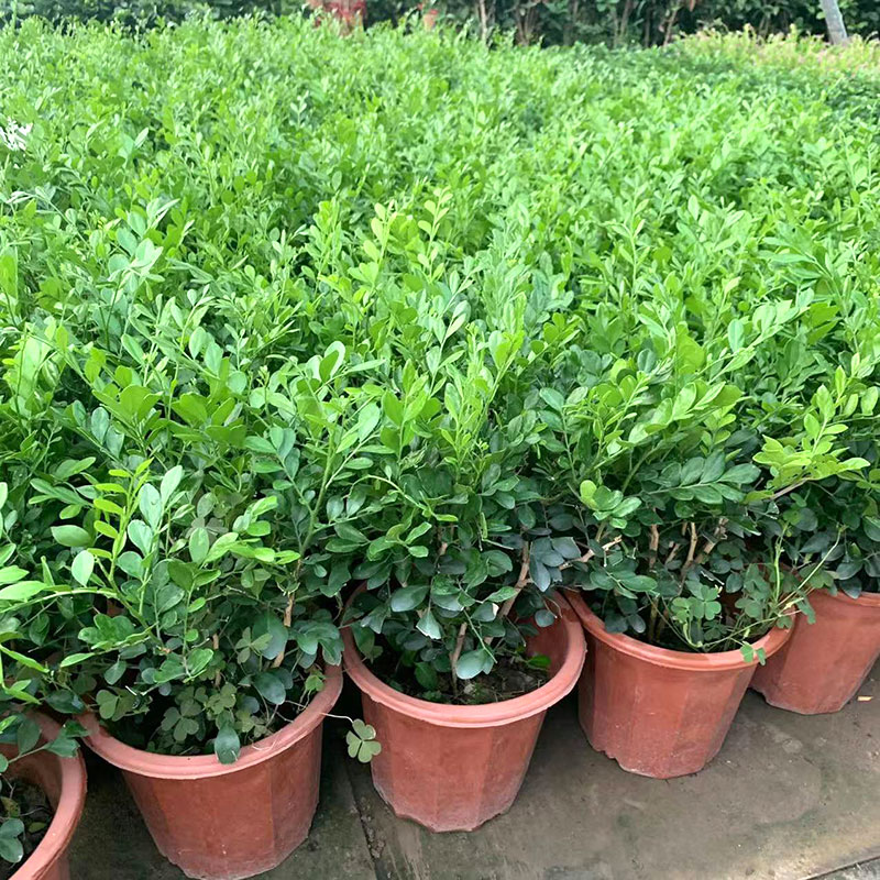 九里香树苗盆栽清香驱蚊植物室内办公桌面阳台花卉净化空气吸甲醛