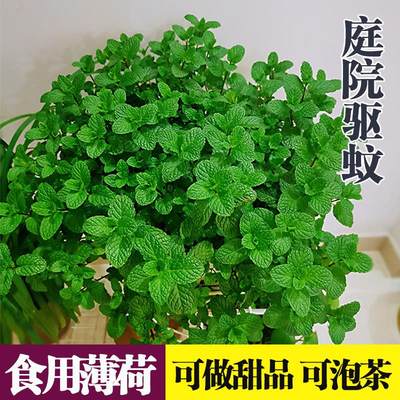 薄荷盆栽柠檬薄荷叶可食用办公室内清新绿植庭院驱蚊植物好养易活