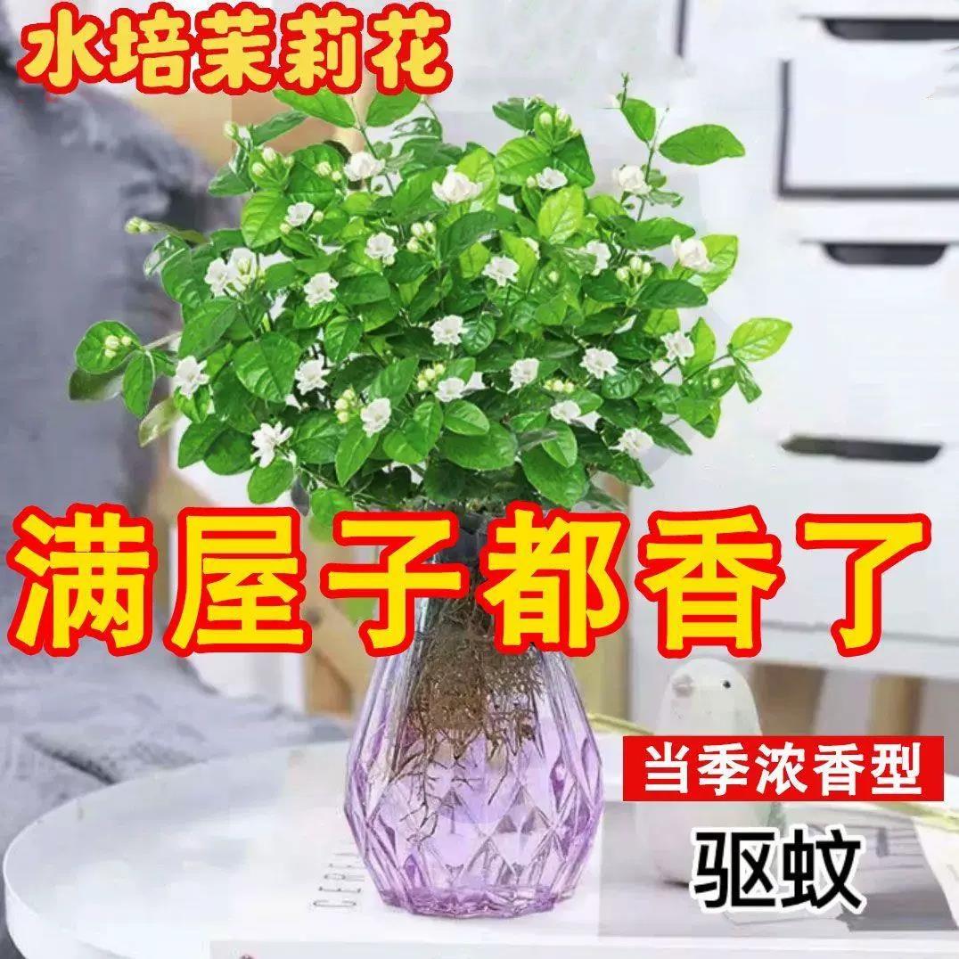 茉莉花水培植物盆栽苗办公室内水培懒人鲜花绿植九里香四季开花卉