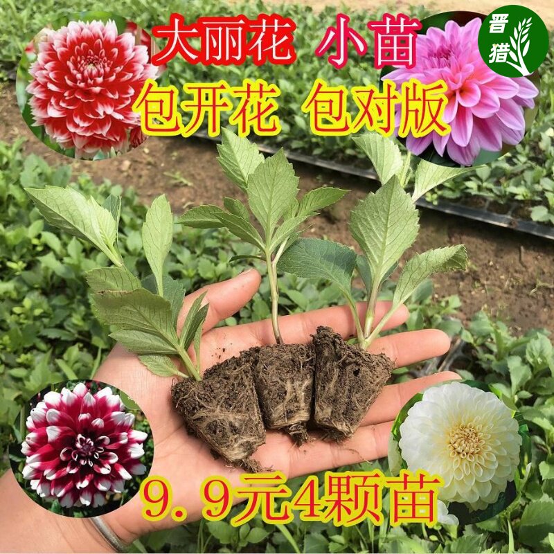 大丽花进口种球大丽菊天竺牡丹花地瓜花室内外阳台四季开花根花卉