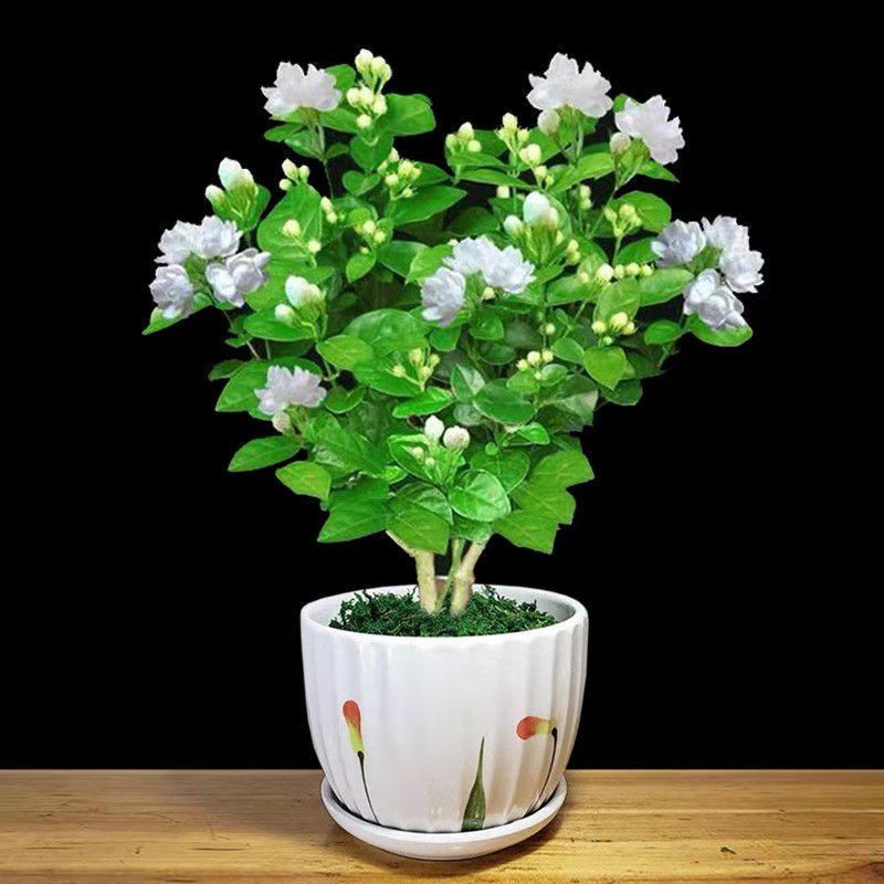 适合懒人养的花茉莉花盆栽大花浓香花卉室内植物四季常青净化空气
