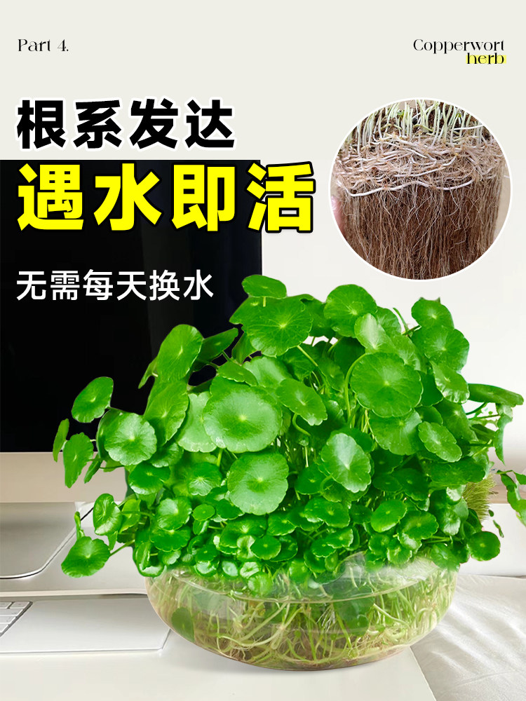 铜钱草水培水养土培室内植物桌面办公室绿植创意阳台盆栽金钱草