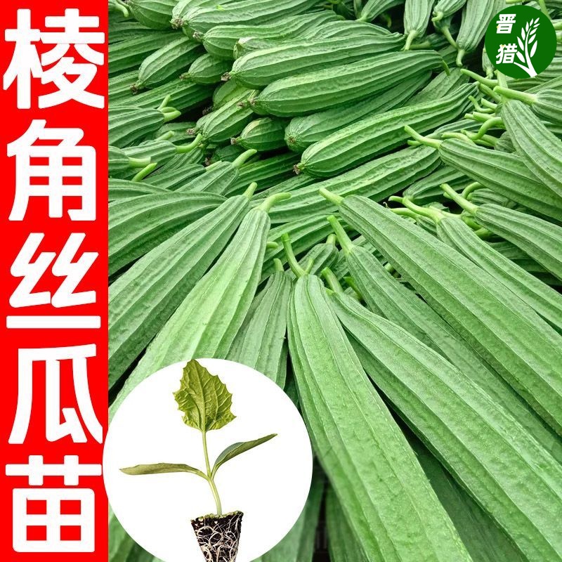 高产丝瓜苗早熟长香丝瓜阳台庭院四季种植蔬菜秧苗肉丝瓜秧苗寿光-封面