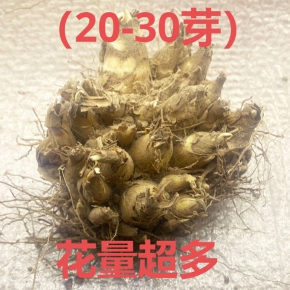 晚香玉种球夜来香花苗浓香型多年生植物室内外庭院四季耐高温花卉