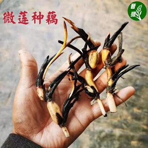 微型碗莲种藕小荷花苗根茎不带花苞迷你荷花四季开花室内外花卉