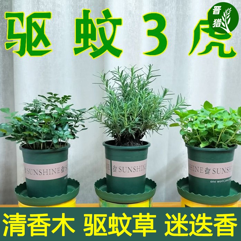 清香木盆栽防虫驱蚊香草植物室内桌面净化空气四季常绿好养胡椒木