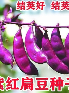 全红扁豆高产抗病家庭种植春秋绿色蔬菜摘不败紫红眉豆种子