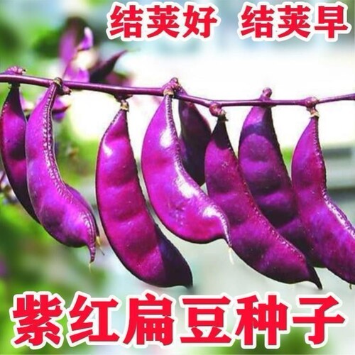 紫红眉豆种子高产抗病春秋播
