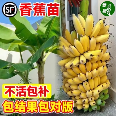 香蕉树苗盆栽地栽芭蕉粉蕉耐寒矮化香蕉苗南方北方四季庭院果树苗