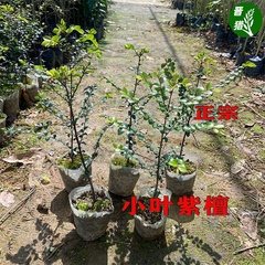 正宗小叶紫檀苗木名贵细叶紫檀树苗盆景庭院四季常青观叶植物树苗