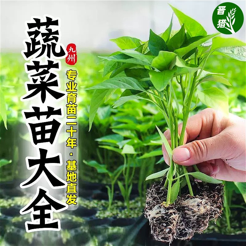 蔬菜苗秧辣椒苗番茄苗茄子苗黄瓜苗四季播种阳台盆栽水果树苗大全-封面