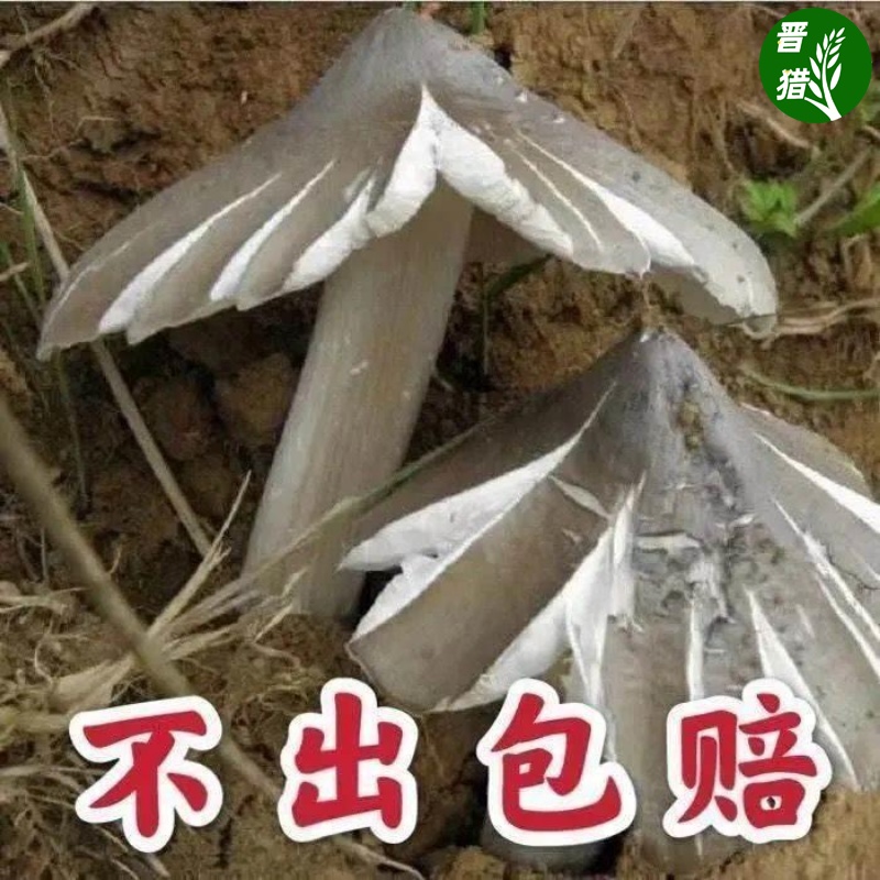 鸡枞菌种子伞把菇食用菌种包三八菇斗...