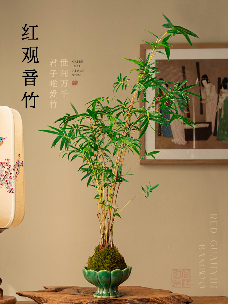 红观音竹盆栽植物室内景观水培竹子懒人米竹办公室茶室绿植小盆景