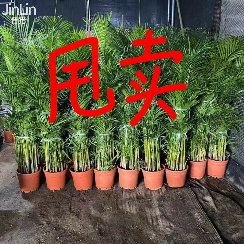 散尾葵凤尾竹客厅办公室室内植物盆栽大型绿植好养活富贵椰子树
