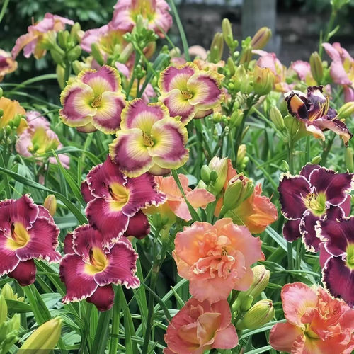 大花萱草宿根庭院春夏耐寒耐热