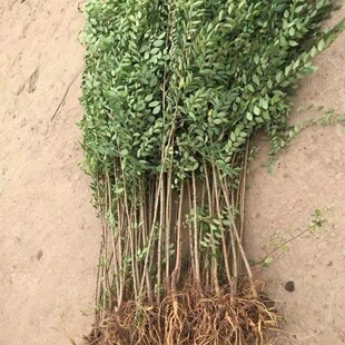 庭院树苗榆钱树苗榆树苗可以吃的榆钱树风景树盆景素材地栽榆钱树