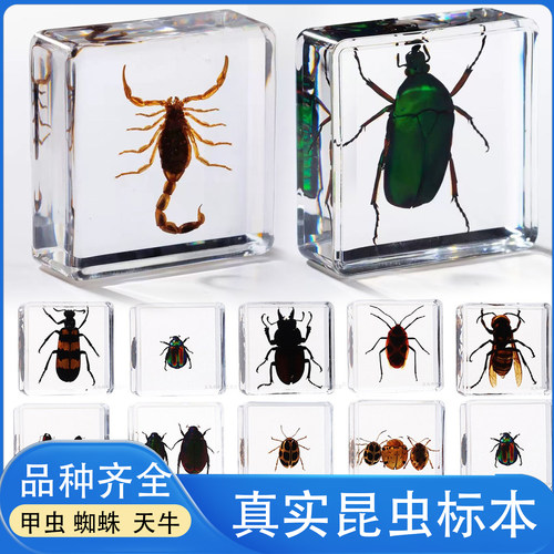 儿童科普昆虫标本送礼
